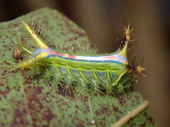 Anaxidia lozogramma