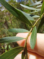 Acacia prominens