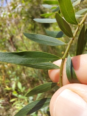 Acacia prominens