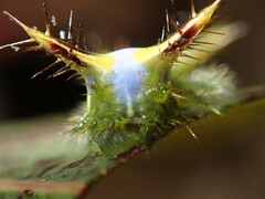 Anaxidia lozogramma