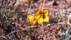 Senna