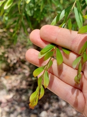Acacia prominens