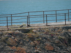 Larus pacificus georgii