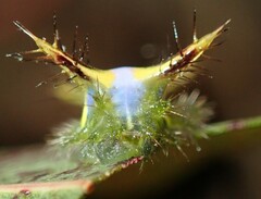 Anaxidia lozogramma