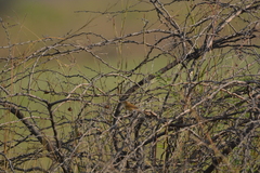 Acrocephalus agricola