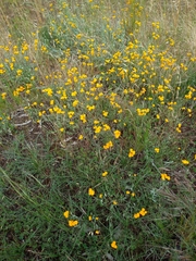 Leptorhynchos squamatus