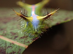 Anaxidia lozogramma