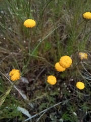 Leptorhynchos squamatus