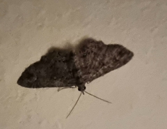 Pasiphilodes testulata