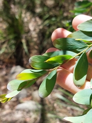 Acacia prominens