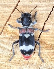 Clerus mutillarius