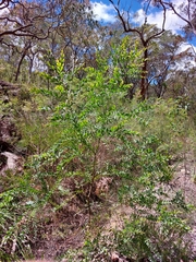Acacia prominens