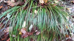 Carex uncinata