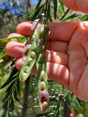 Acacia prominens