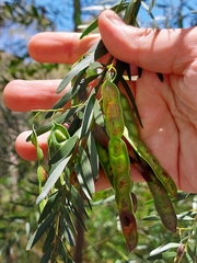 Acacia prominens