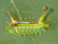 Anaxidia lozogramma