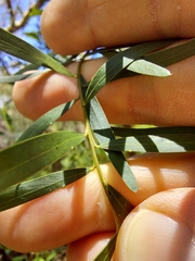 Acacia prominens