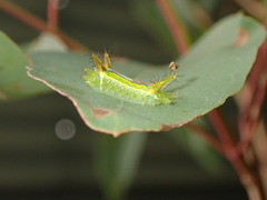 Anaxidia lozogramma
