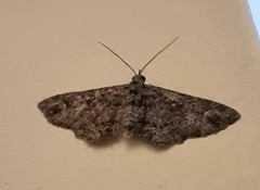 Pasiphilodes testulata