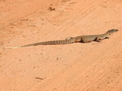Varanus gouldii