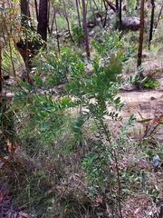 Acacia prominens