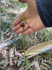 Cryptostylis erecta
