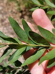 Acacia prominens