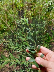 Acacia prominens