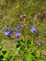Rotheca myricoides