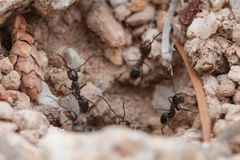 Dorymyrmex insanus