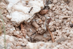 Dorymyrmex insanus