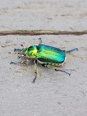 Diphucephala colaspidoides