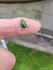Diphucephala colaspidoides