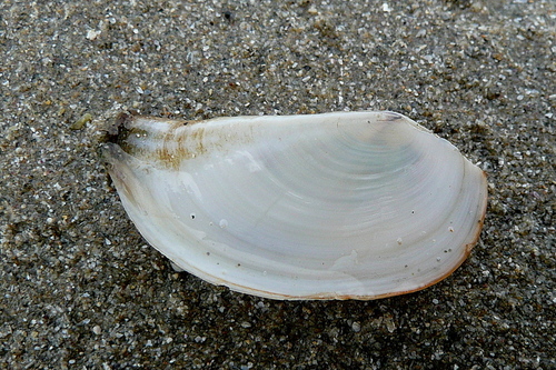 inequivalve pandora