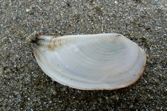 Pandora inaequivalvis