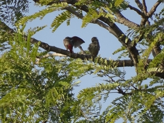 Pytilia phoenicoptera