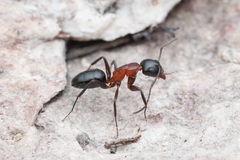 Myrmentoma