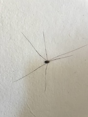 Leiobunum limbatum