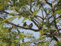 Pytilia phoenicoptera