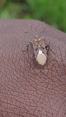 Spilostethus pandurus elegans