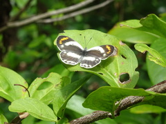 Colotis euippe omphale