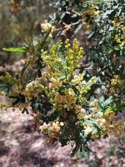 Acacia parvipinnula