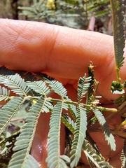 Acacia parvipinnula
