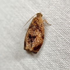 Sycacantha atactodes