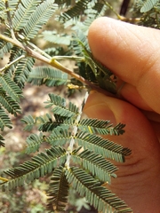 Acacia parvipinnula