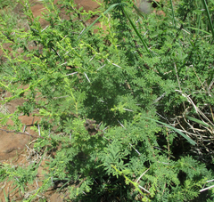 Vachellia tortilis