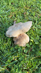 Clitocybe brunneocephala