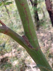 Acacia parvipinnula