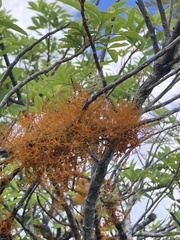 Teloschistes flavicans