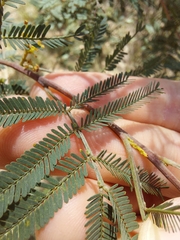 Acacia parvipinnula